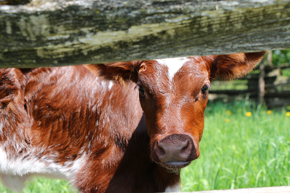 Cow on the village farm
